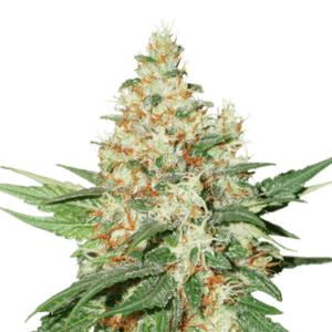 Cookie Kush Feminisiert